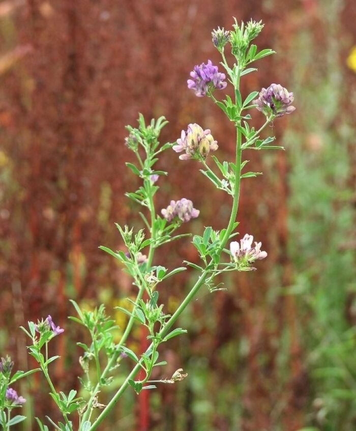 Alfalfa (Medicago sativa)