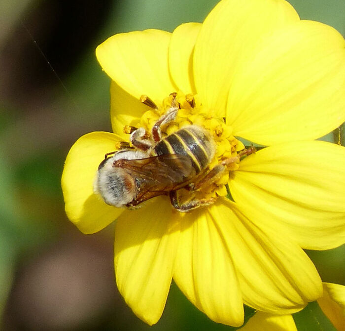 Jicote (Melipona beecheii)