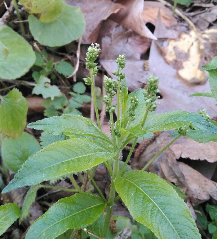 Mercurial (Mercurialis perennis)