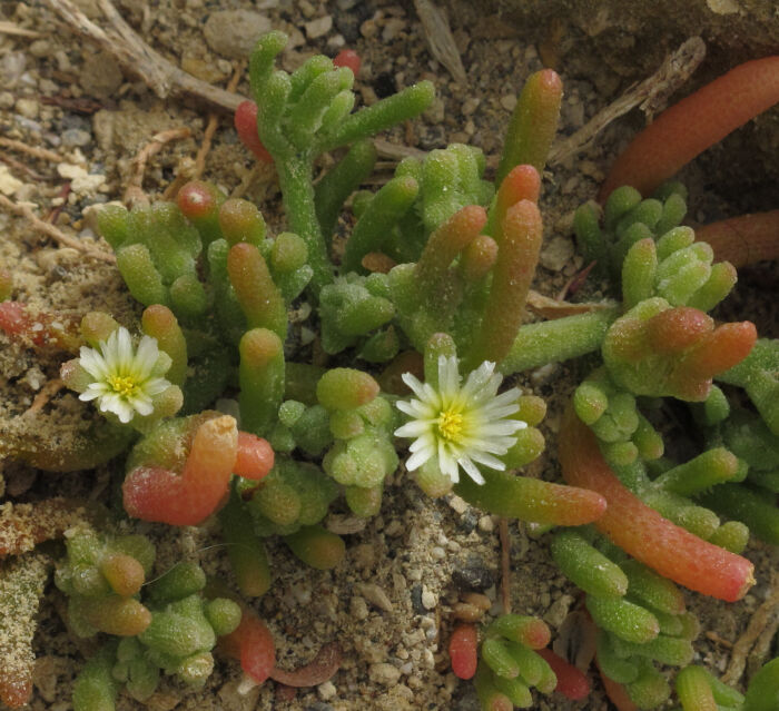 Aguazul (Mesembryanthemum nodiflorum)