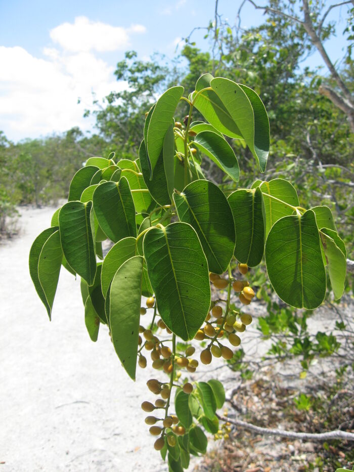 Guao (Metopium toxiferum)