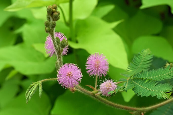 Mimosa (Mimosa pudica)