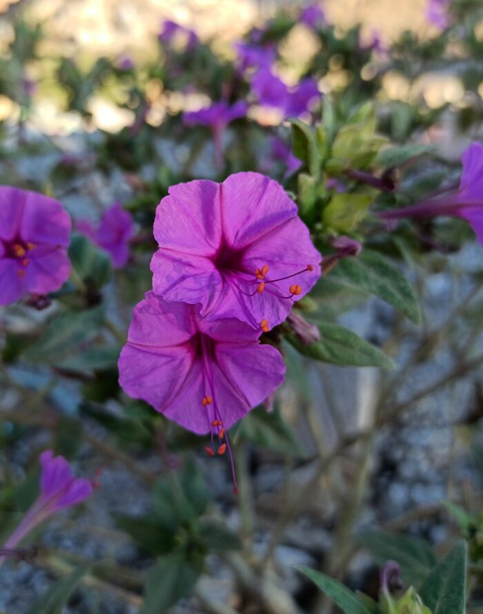 Diego (Mirabilis jalapa)