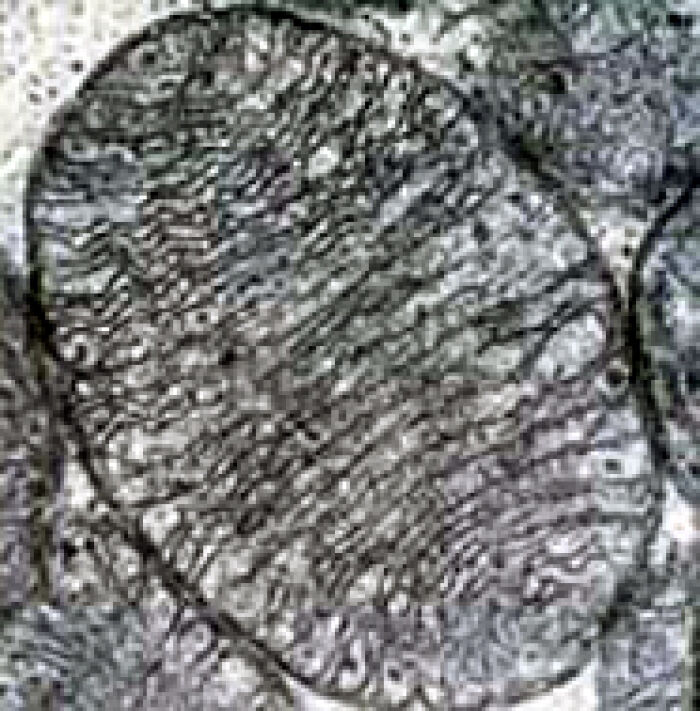 Micrografa electrnica de una sola mitocondria que muestra la disposicin organizada de la matriz proteica y la membrana mitocondrial interna