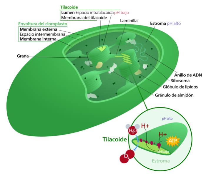 cloroplasto