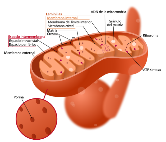 Mitocondria