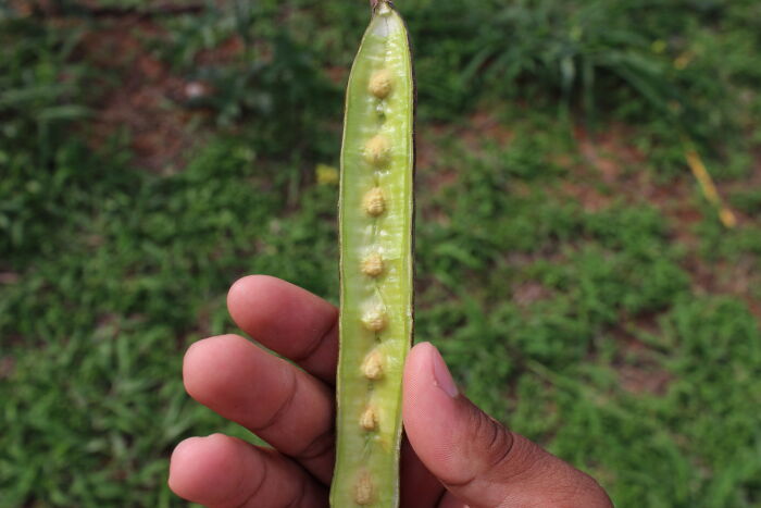 Semillas de la moringa (Moringa oleifera)