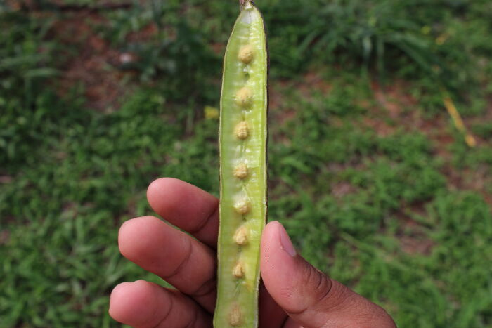 moringa