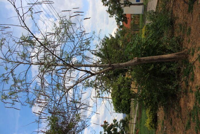 rbol de moringa (Moringa oleifera)