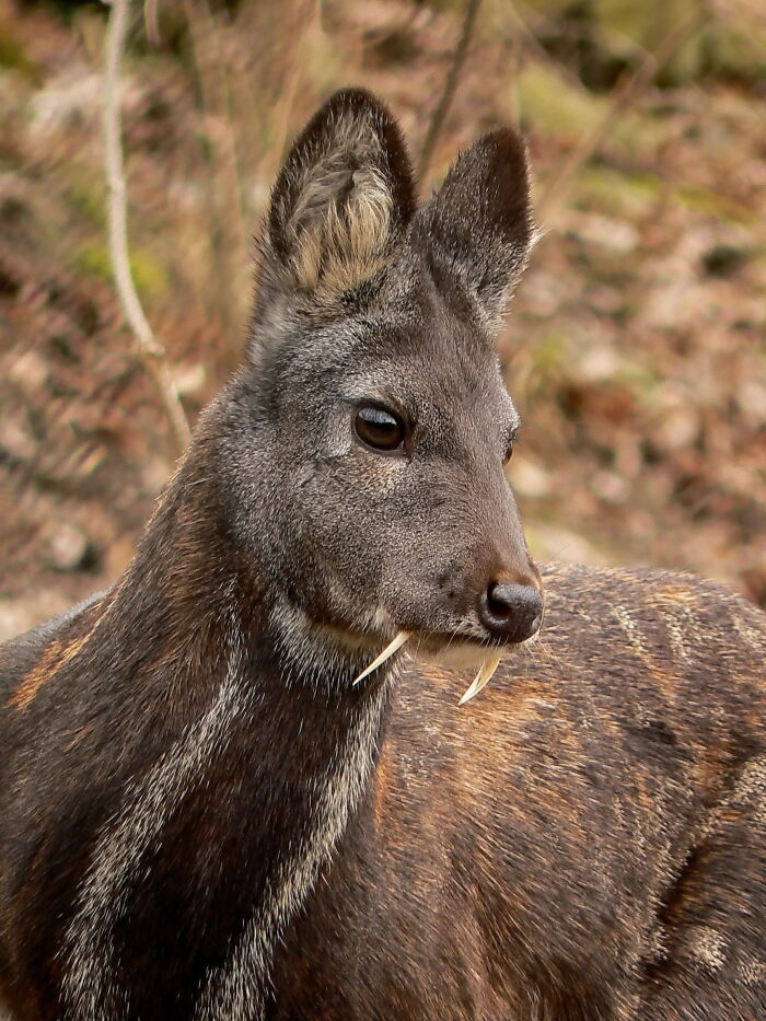 Almizclero (Moschus moschiferus)