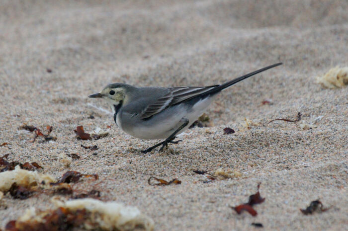 Chirivn (Motacilla alba)