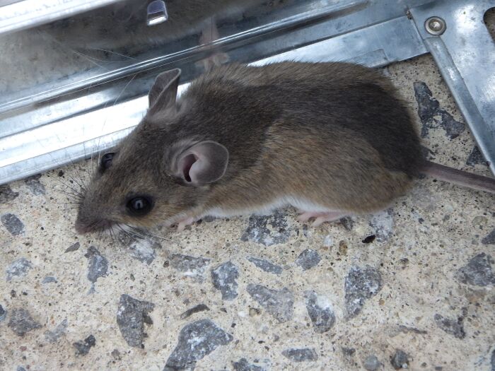 Guachero (Mus musculus)