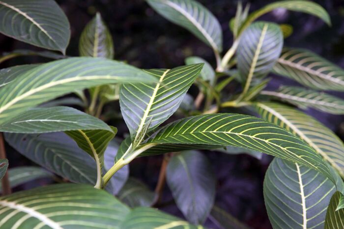 Abac (Musa textilis)