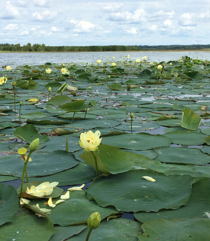 Nelumbio (Nelumbo lutea)