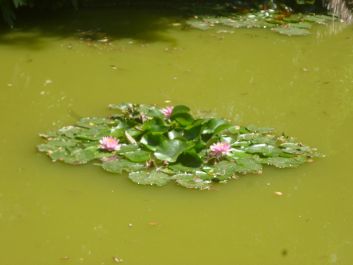 Nelumbio (Nelumbo nucifera)