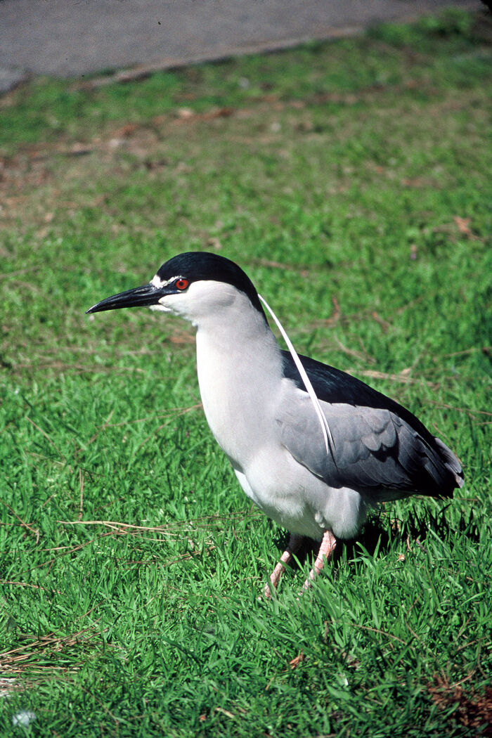 guairabo