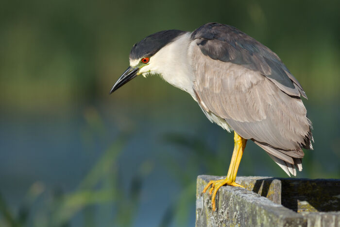 Ruaco (Nycticorax nycticorax)