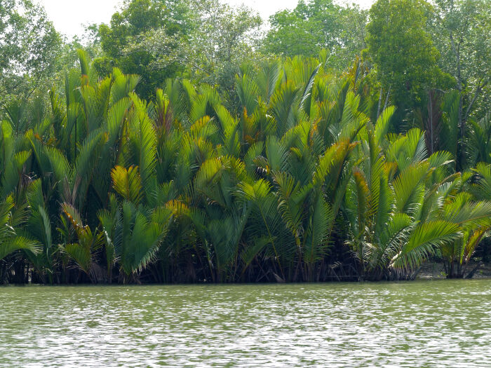 Nipa (Nypa fruticans)