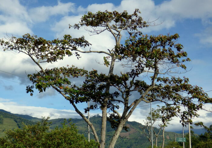 Tacariga (Ochroma pyramidale)