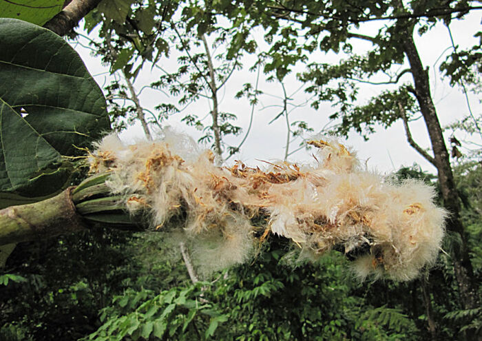 Fruto algodonoso de la tacariga