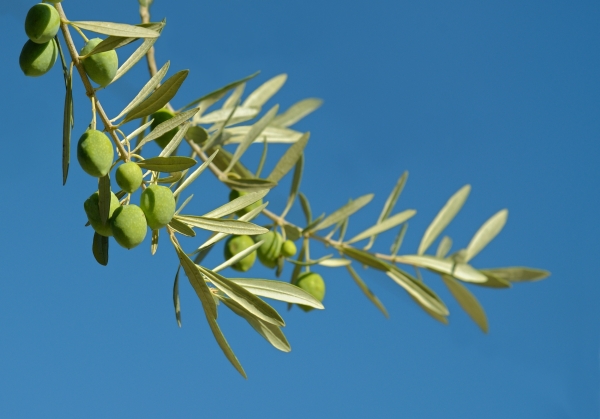 La rama de olivo no solo representa la paz, en la antigua Roma y Grecia representaba la victoria