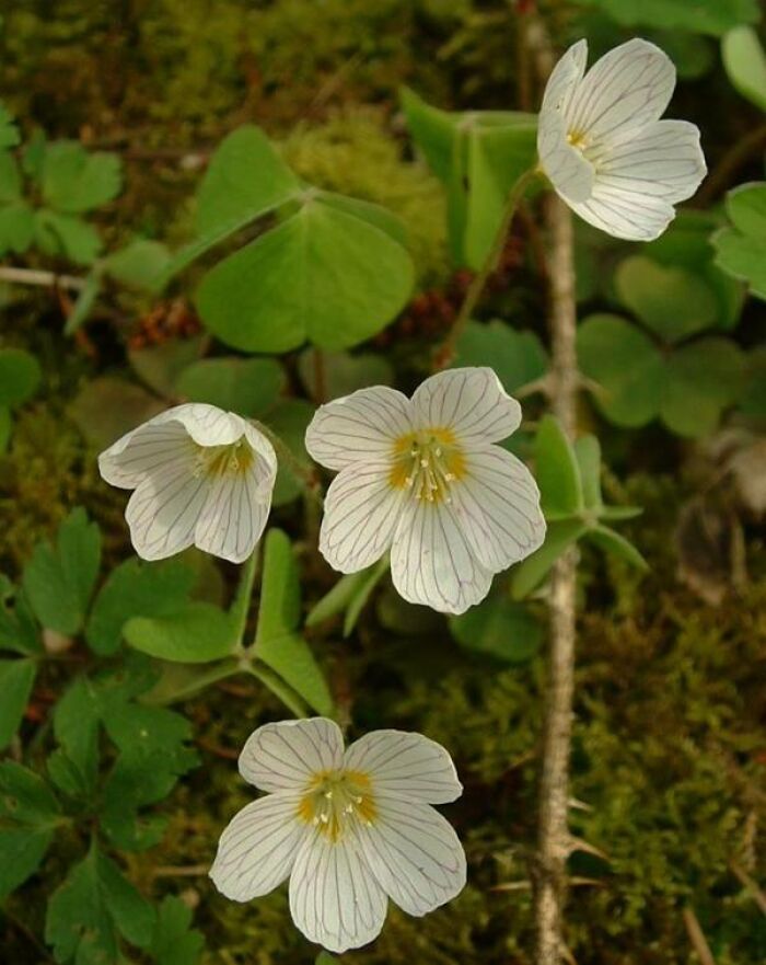 Acetosilla (Oxalis acetosella)