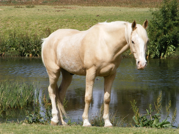 Caballo bayo