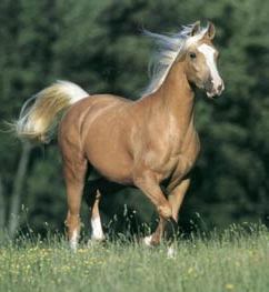 Caballo palomino o rubio.