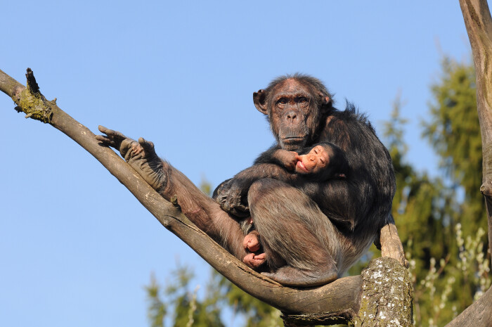 Pan paniscus (bonobo)