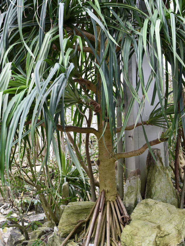 La planta Pandanus myriocarpus es un ejemplo de pandanea