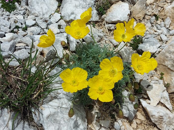 Amapola (Papaver alpinum)