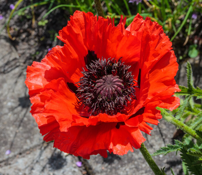 Amapola (Papaver orientale)