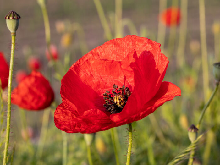 Amapola (Papaver rhoeas)