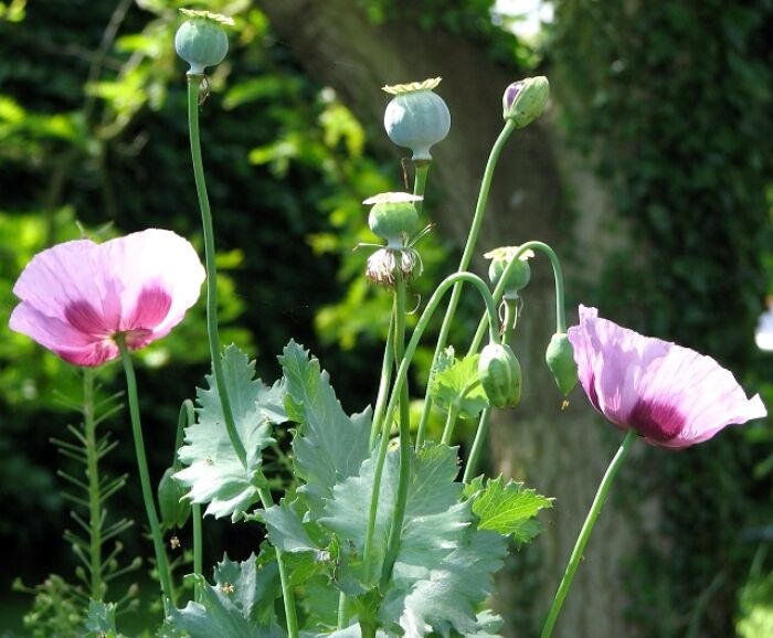 La morfina deriva del opio que se extrae de la planta adormidera (Papaver somniferum)