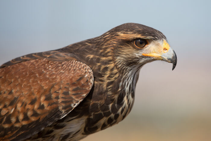 Peuca (Parabuteo unicinctus)