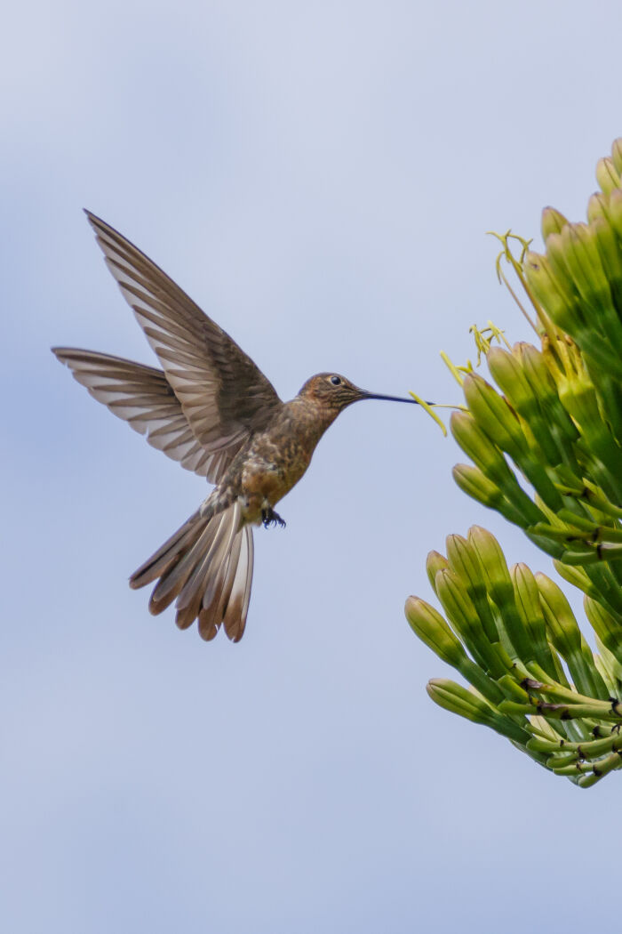 Colibr (Patagona gigas)