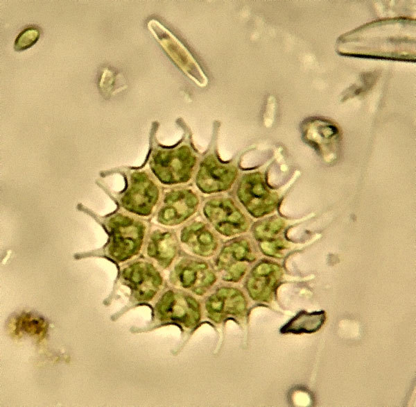 clorofceas: Pediastrum