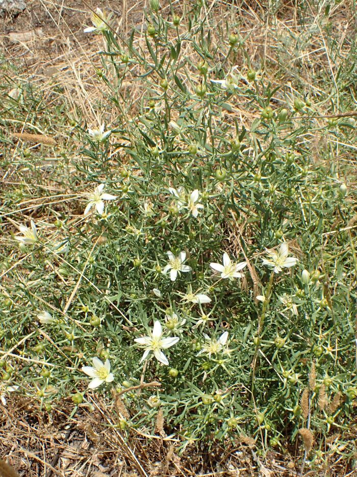 Alharma (Peganum harmala)