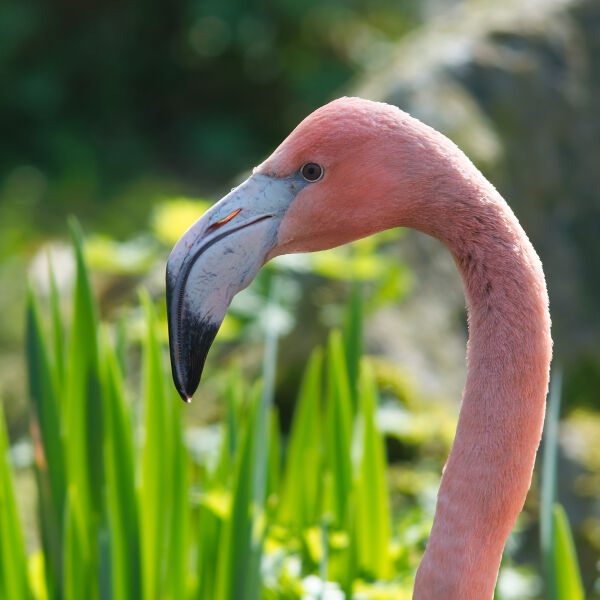 Flamenco o Phoenicopterus chilensis