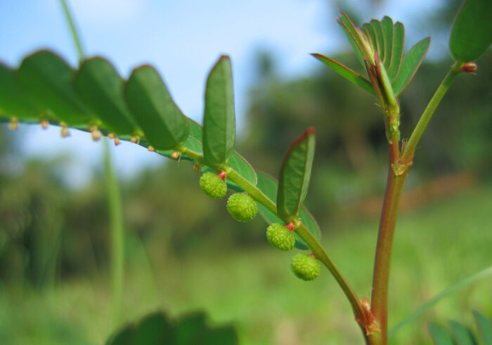 barbasquillo