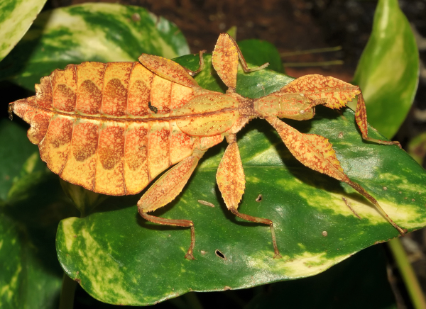 Insecto que parece una hoja seca (Phyllium philippinicum).