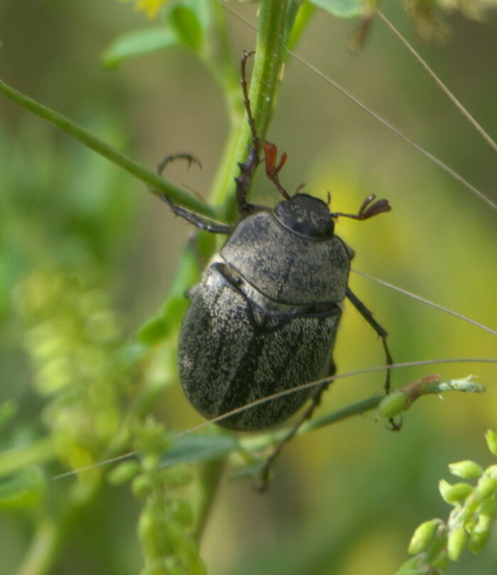 Molongo (Phyllophaga spp)