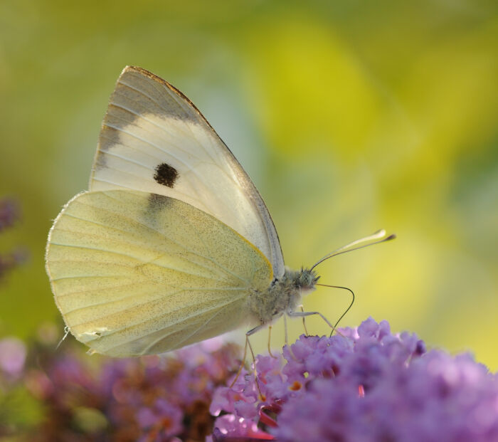 Piridas (Pieris brassicae)