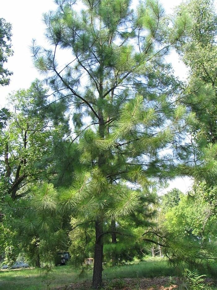 Pino tea (Pinus taeda)