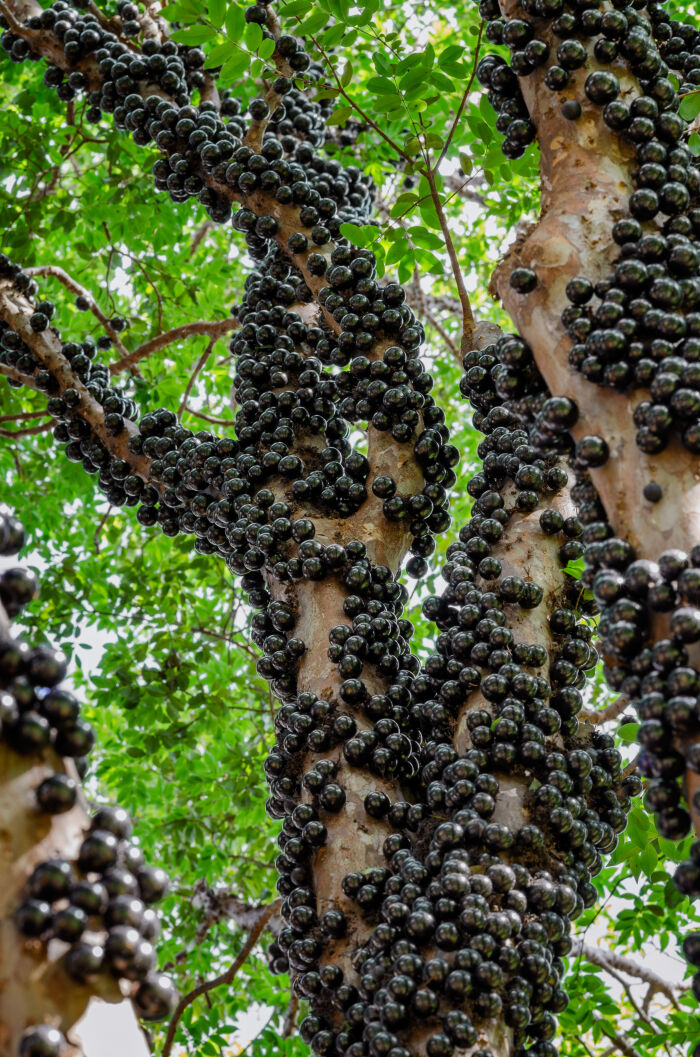 Ibapor o ibabor (Plinia cauliflora)