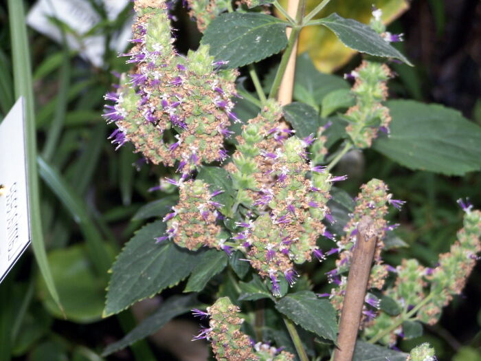 Flor del pachul (Pogostemon cablin)