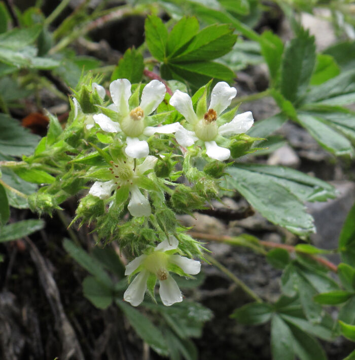 Quinquefolio (Potentilla caulescens)