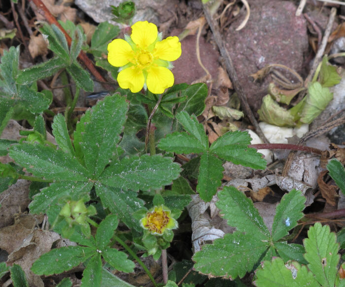 Quinquefolio (Potentilla reptans)