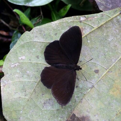 Mariposa negra andina en Ecuador