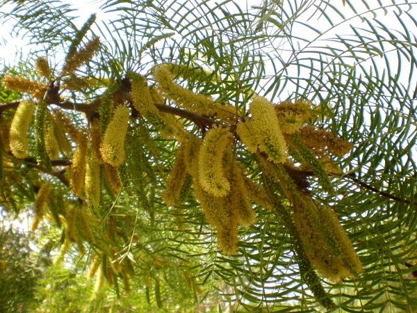 Prosopis chilensis o algarrobo